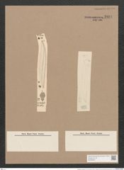 Pleurosigma stuxbergii Cl. et Gr. (de-Toni-Nr.: Genus 13, Species 1053) Zeichnungen Sammlung Grunow Nr. 1891 (NHMW-BOT-W0369007)